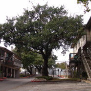 Travis Oaks Big Oak Trees