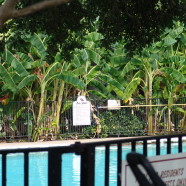 Banana Trees Near Pool Area